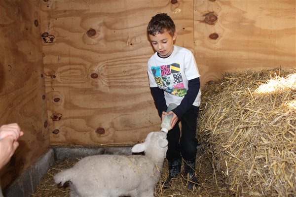 Lamb feeding time